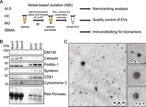 Super Big Clearance! Surn2#Sure-Loc AT507 3 SURE-LOC Contemporary Series Alta Handleset, Polished Brass,